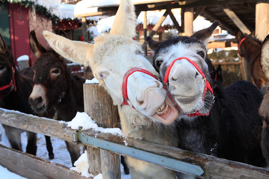 Two cheerful donkeys look at the camera at Gut Aiderbichl